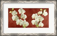 Framed Orchids on Red Background