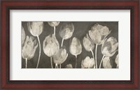 Framed Washed Tulips