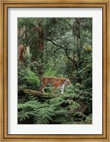 Framed In the Jungle