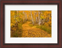 Framed Aspen Tree Trunks