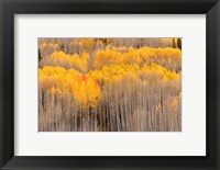 Framed Beckwith Aspens