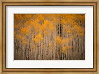 Framed Intimate Aspen