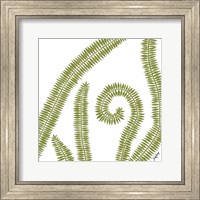 Framed Curly Fern