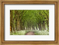 Framed Cow Parsley Curve