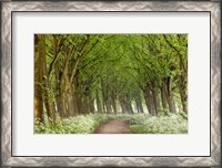 Framed Cow Parsley Curve