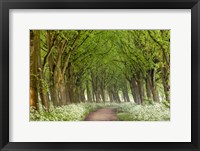 Framed Cow Parsley Curve