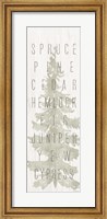 Framed Pine Types