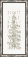 Framed Pine Types
