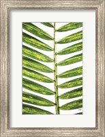 Framed Leaf Study II