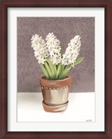 Framed House Hyacinth Plant