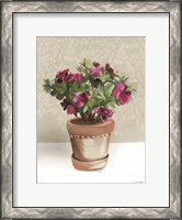 Framed House Begonia Plant