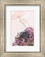 Framed Pink Dandelion