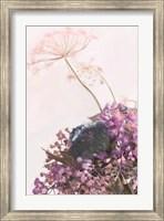 Framed Pink Dandelion
