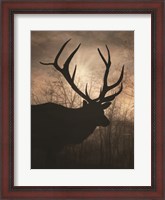 Framed Elk Sunrise I