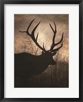 Framed Elk Sunrise I
