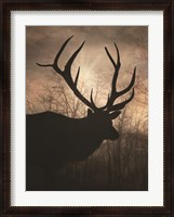 Framed Elk Sunrise I