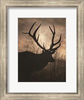 Framed Elk Sunrise I