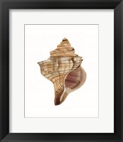 Framed Neutral Shell Collection 1