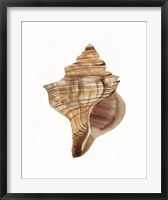 Framed Neutral Shell Collection 1