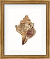 Framed 'Neutral Shell Collection 1' border=