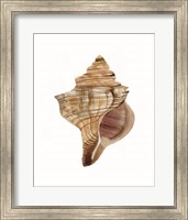 Framed 'Neutral Shell Collection 1' border=