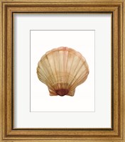 Framed 'Neutral Shell Collection 2' border=