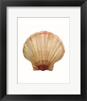 Framed Neutral Shell Collection 2