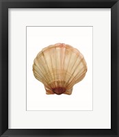 Framed 'Neutral Shell Collection 2' border=