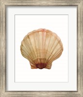 Framed Neutral Shell Collection 2