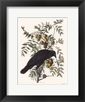 Framed Vintage Crow 1