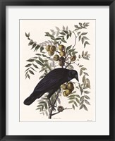 Framed Vintage Crow 1