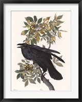 Framed Vintage Crow 2