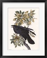 Vintage Crow 2 Framed Print