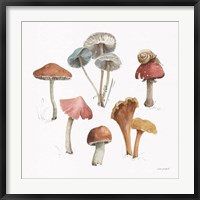 Framed Mushroom Medley 02