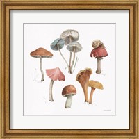 Framed Mushroom Medley 02