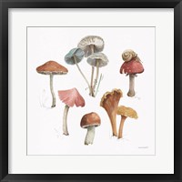 Framed 'Mushroom Medley 02' border=