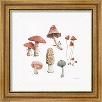 Framed Mushroom Medley 03