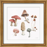 Framed Mushroom Medley 03