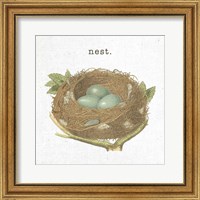 Framed 'Spring Nest III Nest' border=