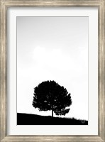 Framed Lone Tree Hill