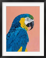 Framed Blue and Gold Macaw