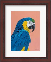 Framed Blue and Gold Macaw