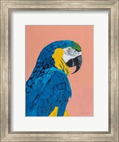 Framed Blue and Gold Macaw