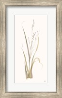 Framed Moor Grass
