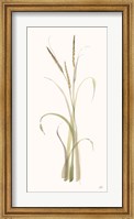 Framed Lyme Grass