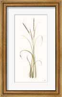 Framed Lyme Grass
