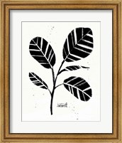 Framed Botanical Sketches IV