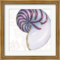 Framed Shimmering Shells VI