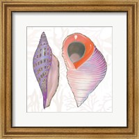 Framed Shimmering Shells X