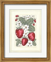 Framed Sweet Summer Strawberries II